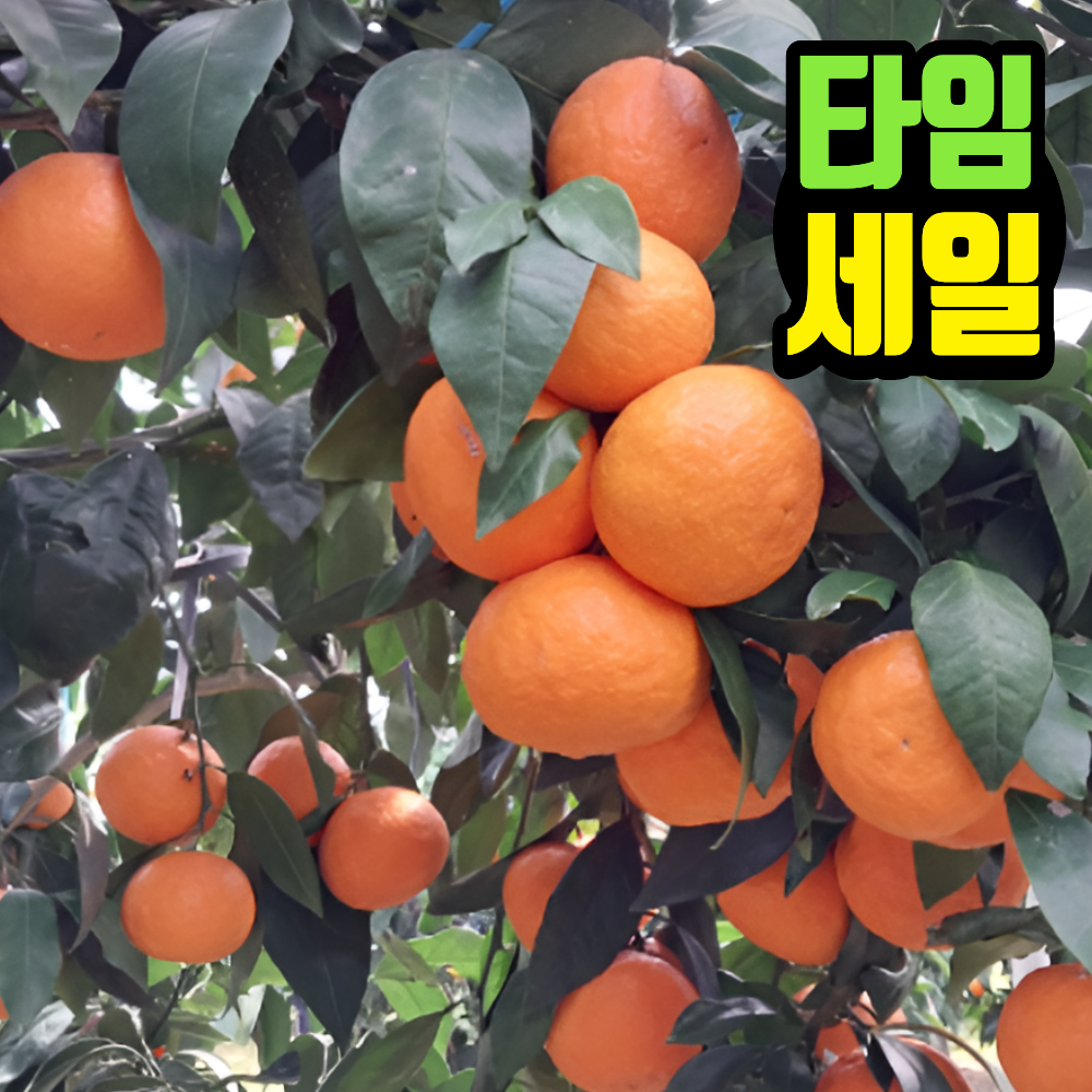 [산지직송타임특가] 제주카라향 봄제철과일 프리미엄 감귤 21,780원