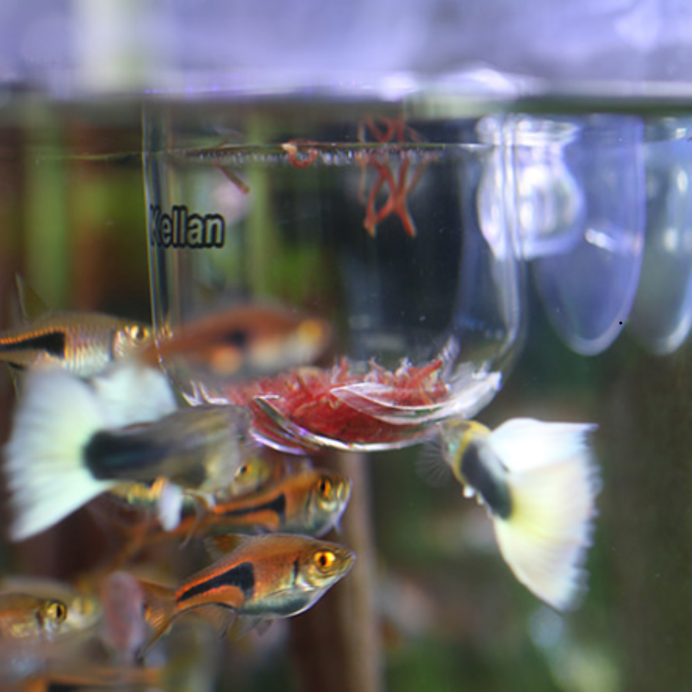 켈란 유리 피딩컵 M [K-029], 1개 2,900원