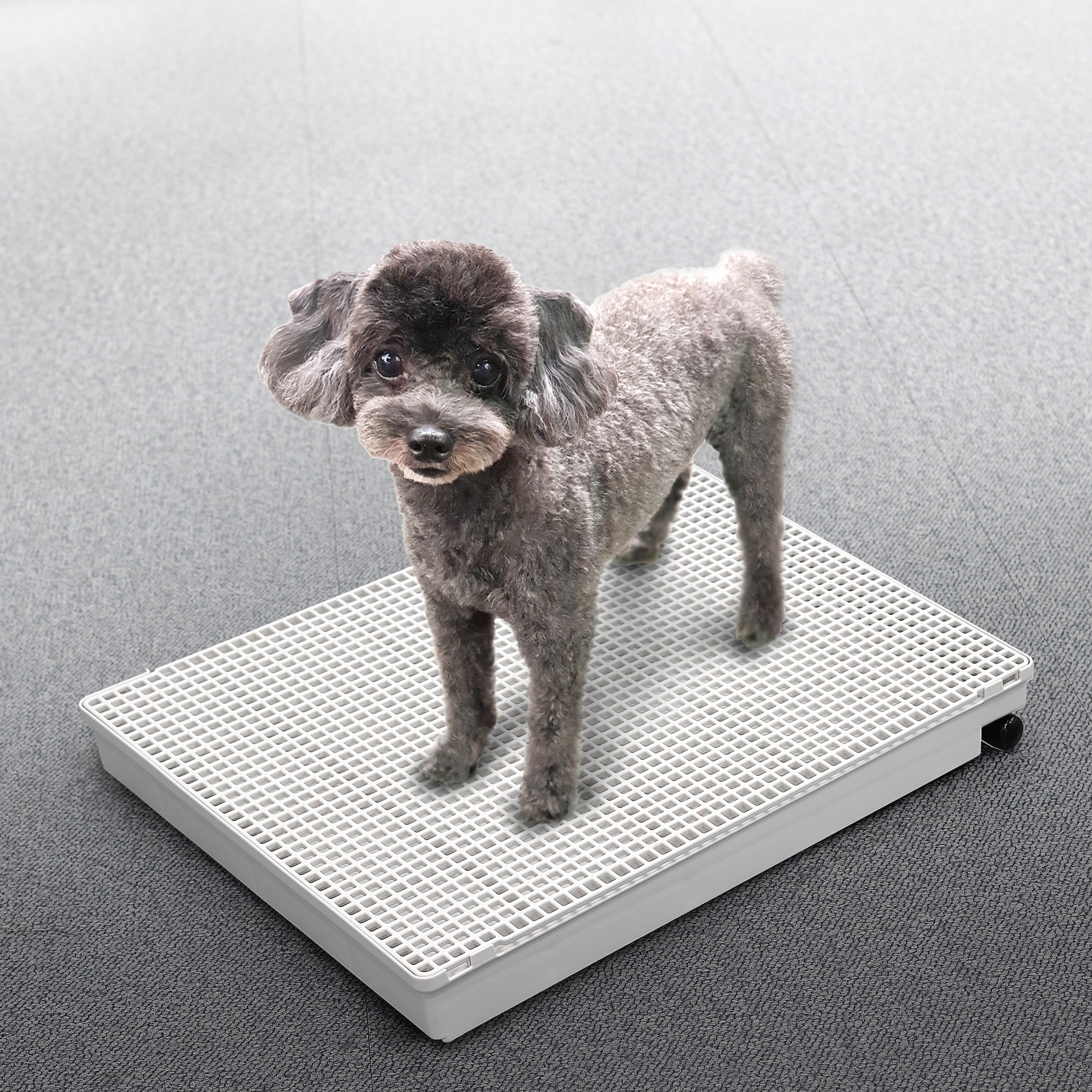 멍멍쉬 강아지 배변판 ,배수호스가 있어 물세척이 가능한 편리한 배변판, 1개, 화이트 60,000원