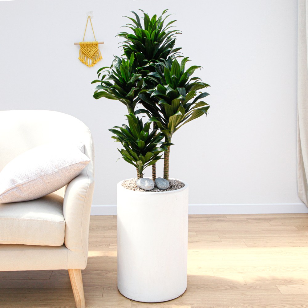 드셀플라워 콤펙타 금전수 개업 화분 집들이 선물 승진 사무실 이전 병원 개원 식당 개업식 축하 화분 배달 당일배송 81.특대형_콤펙타 흰색원형 경량화분 149,000원