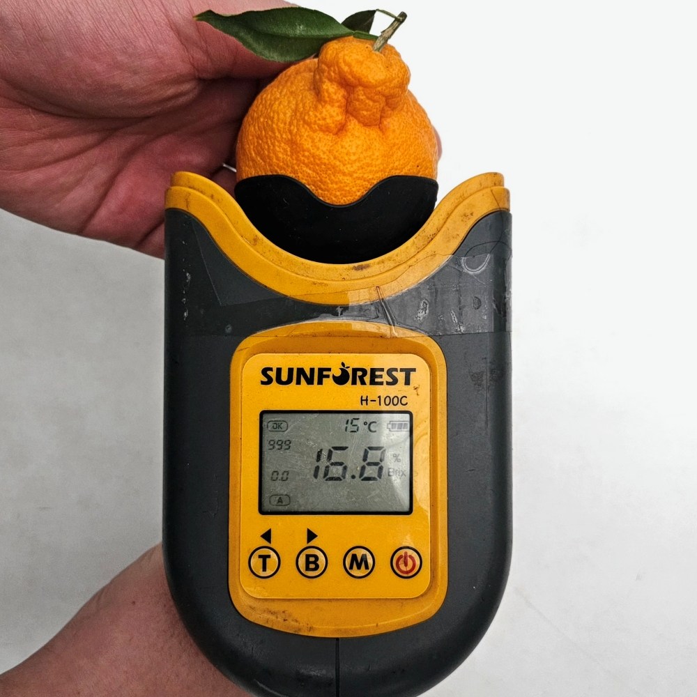 제주고씨네 농장직송 16브릭스 이상 한라봉 가정용 혼합과 17,700원