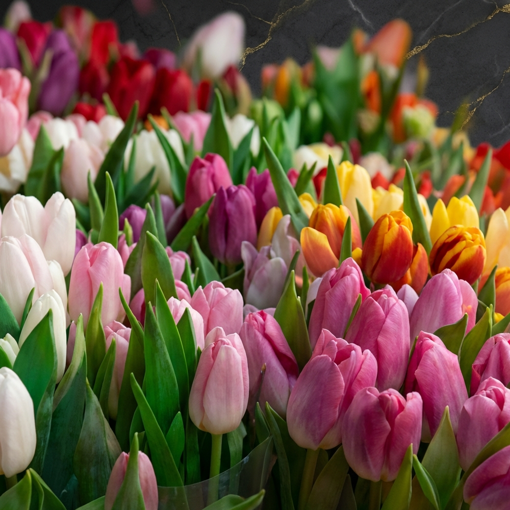 유럽품종 튤립 구근 혼합 6가지 색상 쉬운 재배 네덜란드 토경/수경재배 원종 저온처리 구근 8,980원