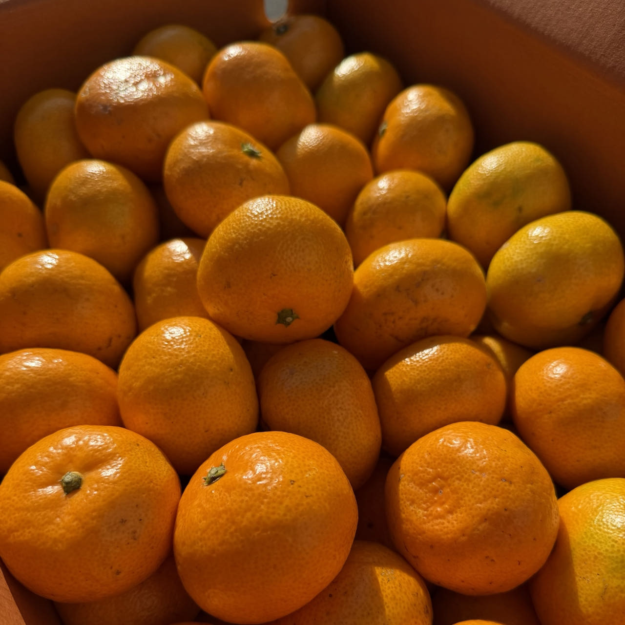 제주 고당도 비가림 타이벡 조생귤 불로초 레드향 1.5kg 3kg 5kg, 1박스, 고당도 비가림 불로초 감귤(1.5kg) /로얄과 22,900원