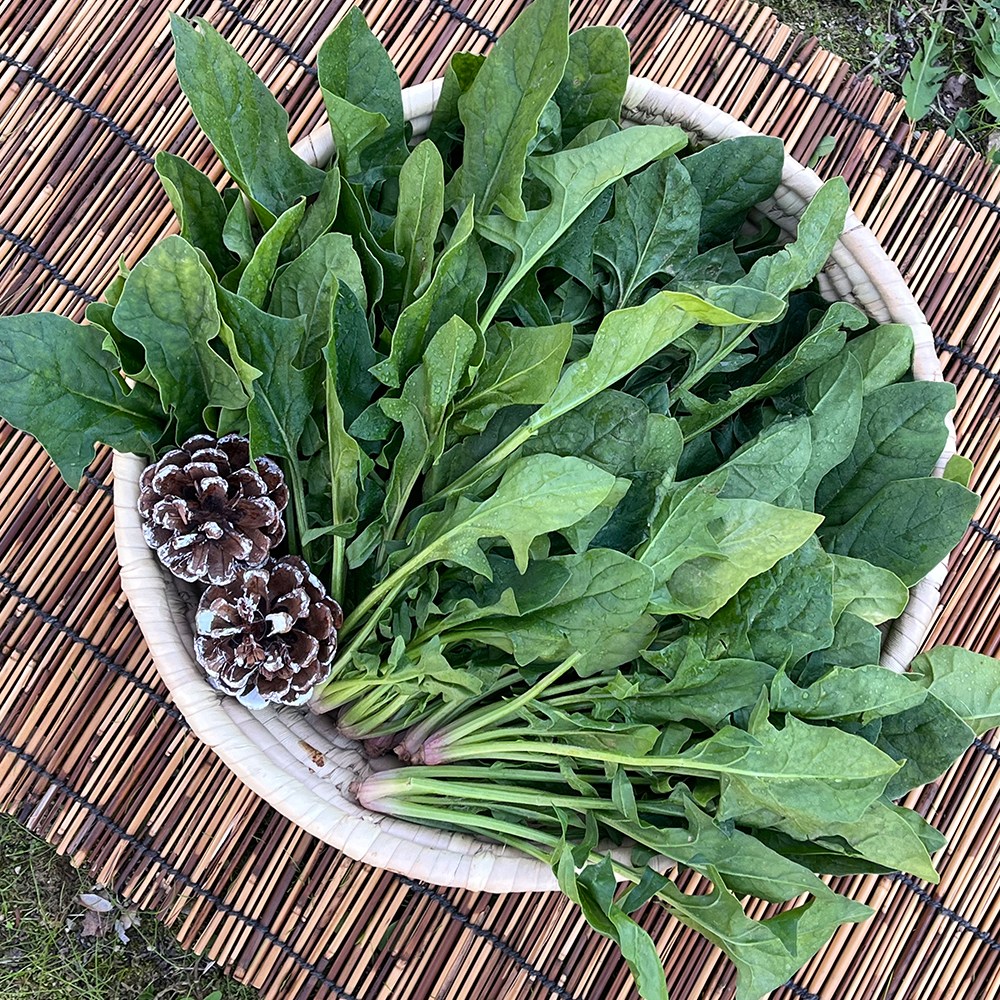 해풍 맞고 자란 남해 보물섬 시금치 29,650원