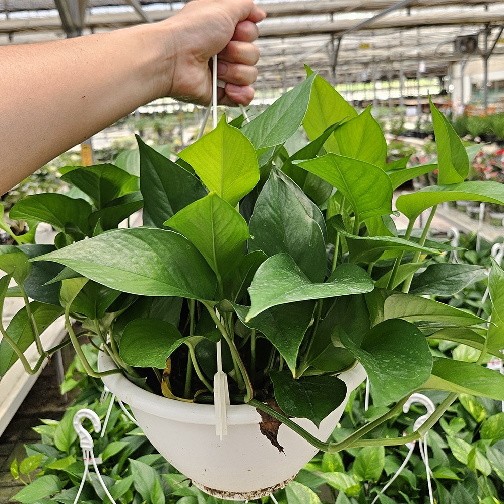 아비가든 스킨답서스 중형행잉 (식물+행잉걸이2색+받침) 공기정화식물 행잉식물 식물인테리어 17,640원