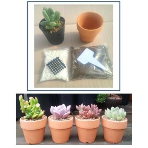 다육식물 수업세트 (구매 한번에 준비끝) 다육이 다육식물 미니다육 선물용, 1개 2,750원