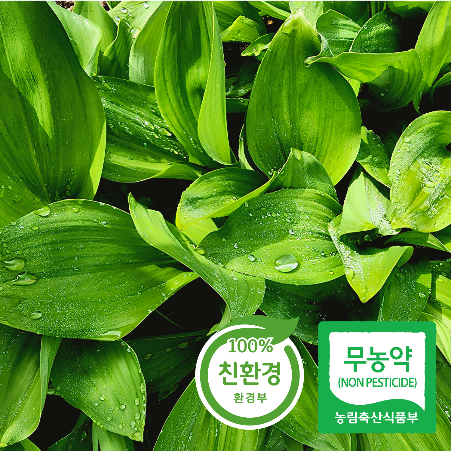 [산지직송] 울릉종 생 잎 명이나물 산마늘, 1박스, 3kg 78,700원