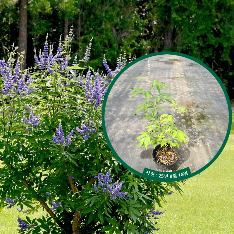 [더잭팜]바이텍스 블루디들리 5치화분 - 이탈리아목형 모종 묘목 정원수 밀원식물 포인트조경 개화주 20,000원