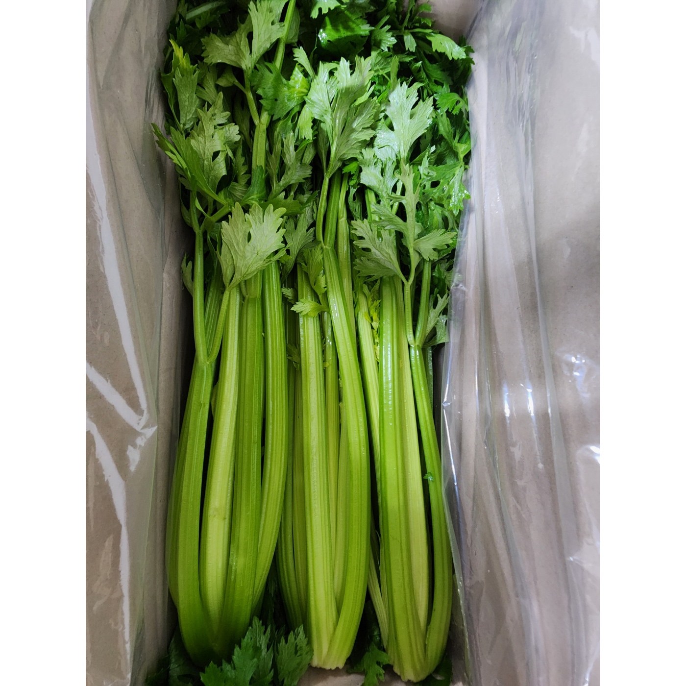 유기농 국내산 샐러리 당일수확 최상급 2kg 3kg 5kg 10kg, 1개, 국내산샐러리 2kg 18,900원