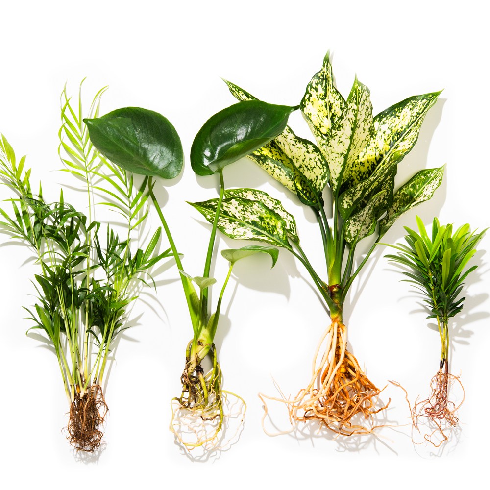 메이크정글 공기정화 수경재배 흙 세척 식물 4종 세트 18,800원