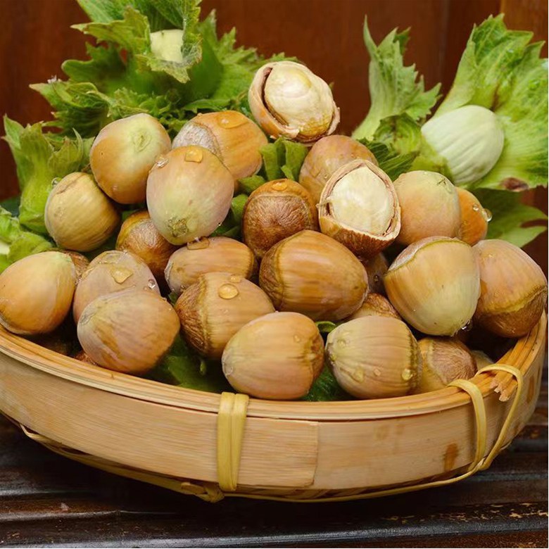 OKYAIOS 중국 길림성 개암 열매 생헤이즐넛 47,070원