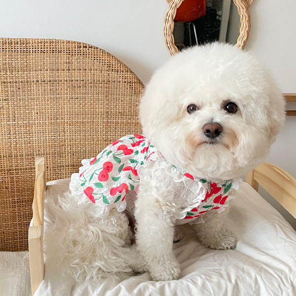 바이담수미 강아지 아쿠아 원피스 21,900원