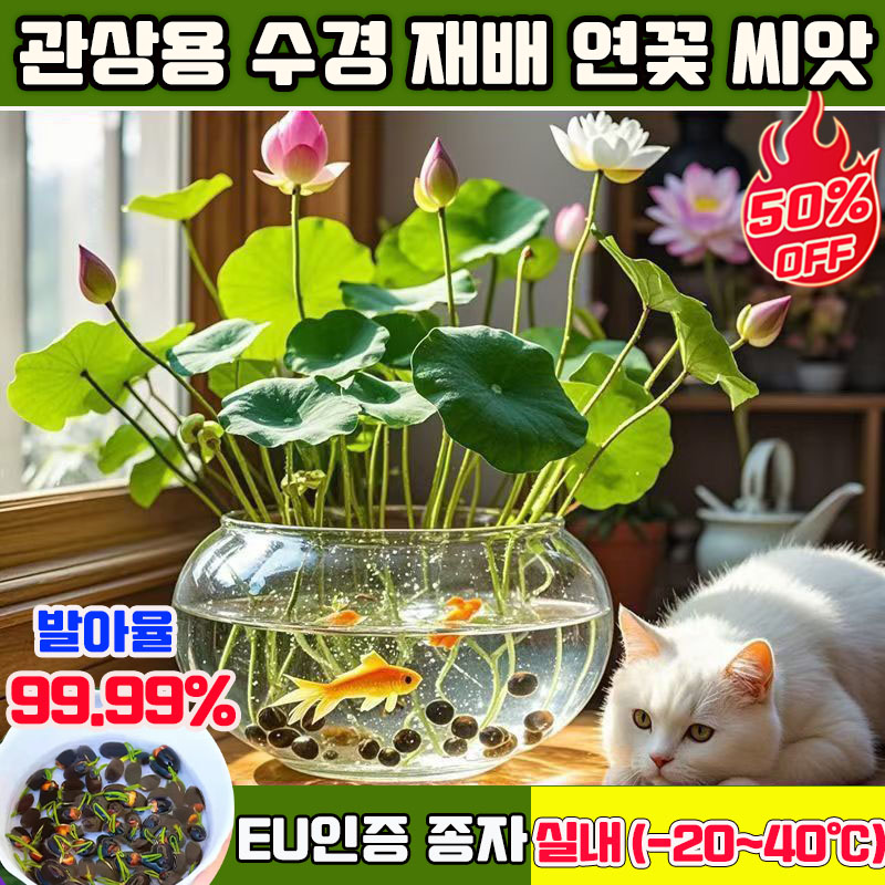50+50/100+100 연꽃 씨앗 관상용 수경 재배 연꽃 씨앗 수련 연꽃 씨앗 미니수련 연꽃 씨앗 수경재배 미니 연꽃 씨앗 사계절 꽃핀다 수경식물 실내식물 9,900원