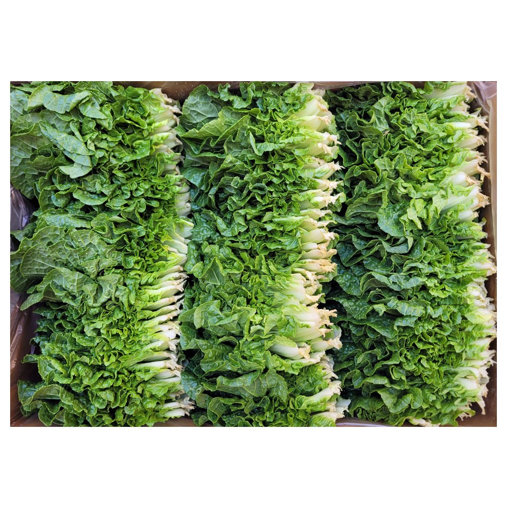 야채왕 쌈배추 쌈추 1kg(0.9~1kg) 박스, 1kg, 1개, 현재가 13,000원