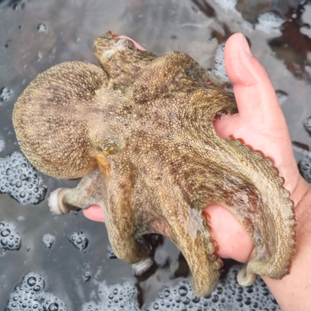 활 통영 돌문어 국내산 활문어 제철 수산물 당일수확, 1개, 활 통영 돌문어 / 2kg (1-6미) 65,000원