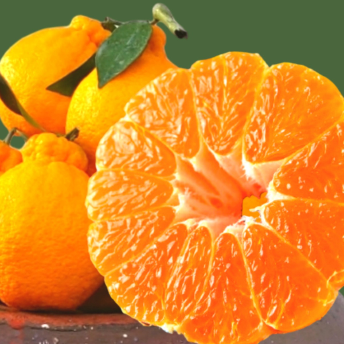 [환불보장]최고당도 21브릭스 프리미엄 써니트 한라봉 45,500원