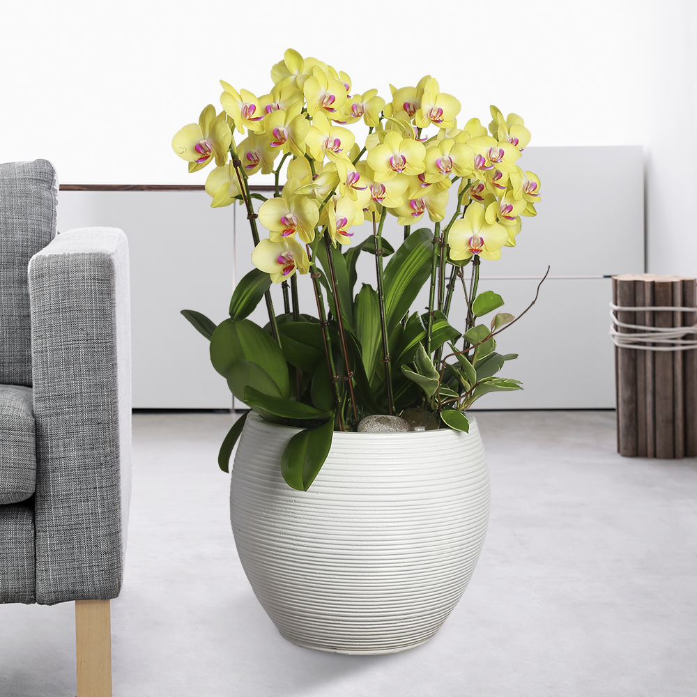 에코플라워 서양란 (플로썬셋_68cm내외) 수도권일부배송 사진전송 승진 영전 인사이동 진급 취임 개업 꽃배달 h-0463 126,000원