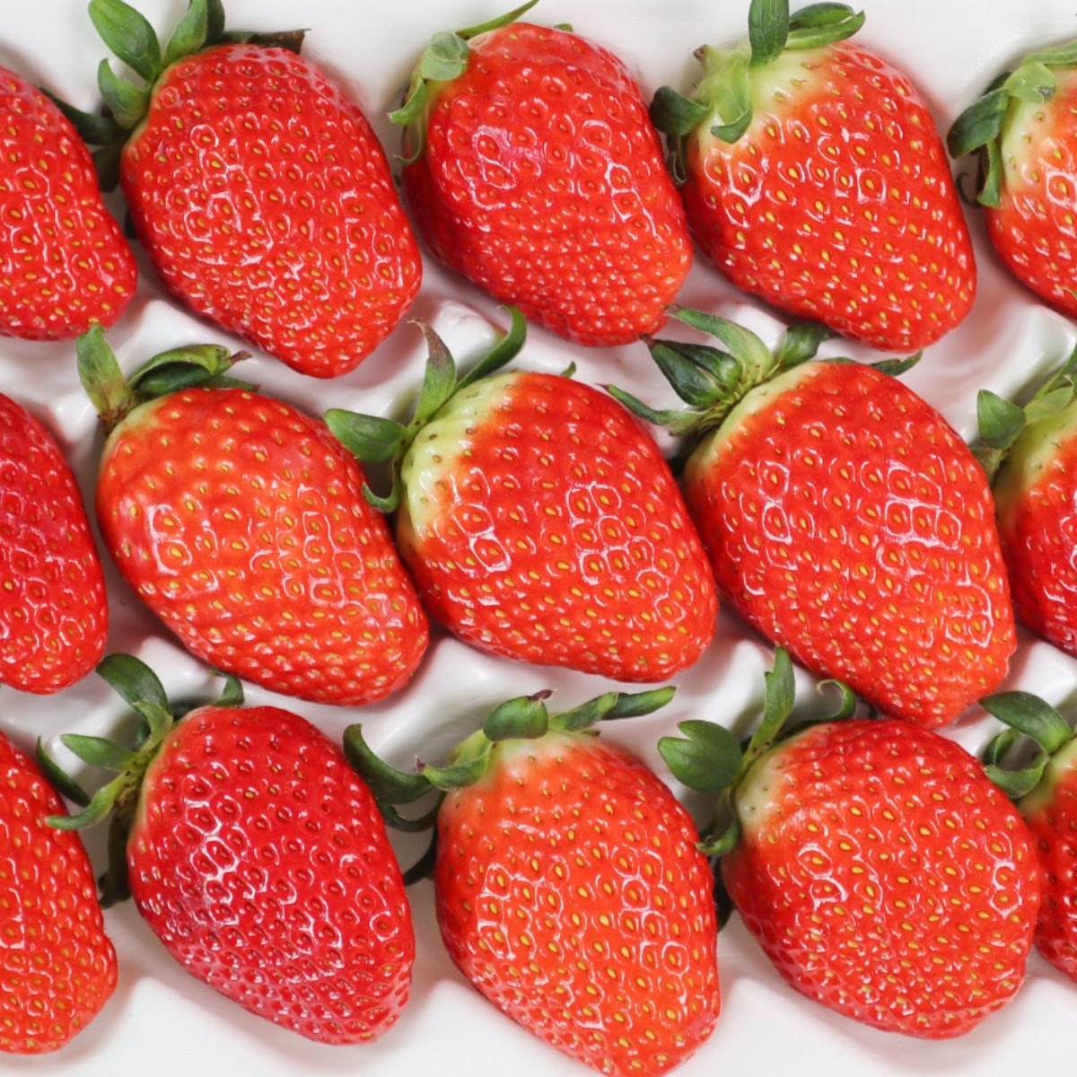 진주 수곡 금실딸기 1kg 새콤달콤 고당도 산지직송 최고급 프리미엄 딸기 48,000원