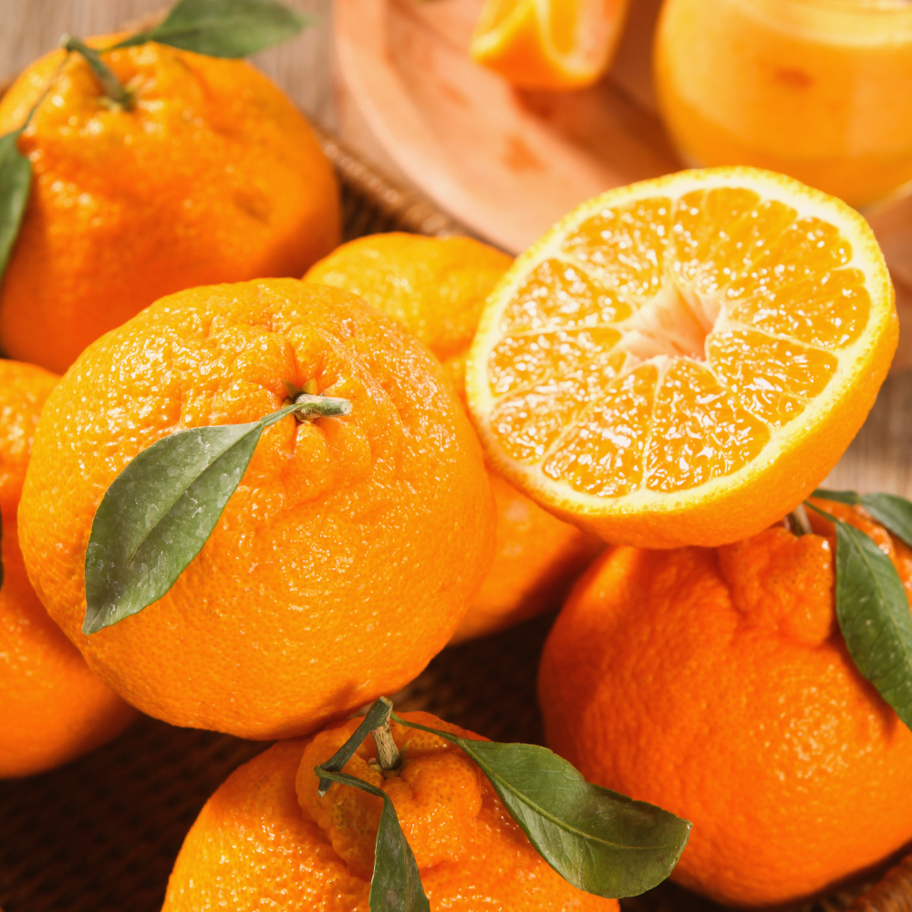 제주 산지직송 최고당도 한라봉 (대과), 1박스, 2kg (4~5과) 13,500원