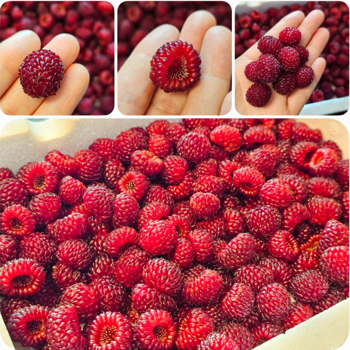 [초특가] 새벽수확 2026년 햇 프리미엄 생 산딸기, 1개, 250g 19,800원