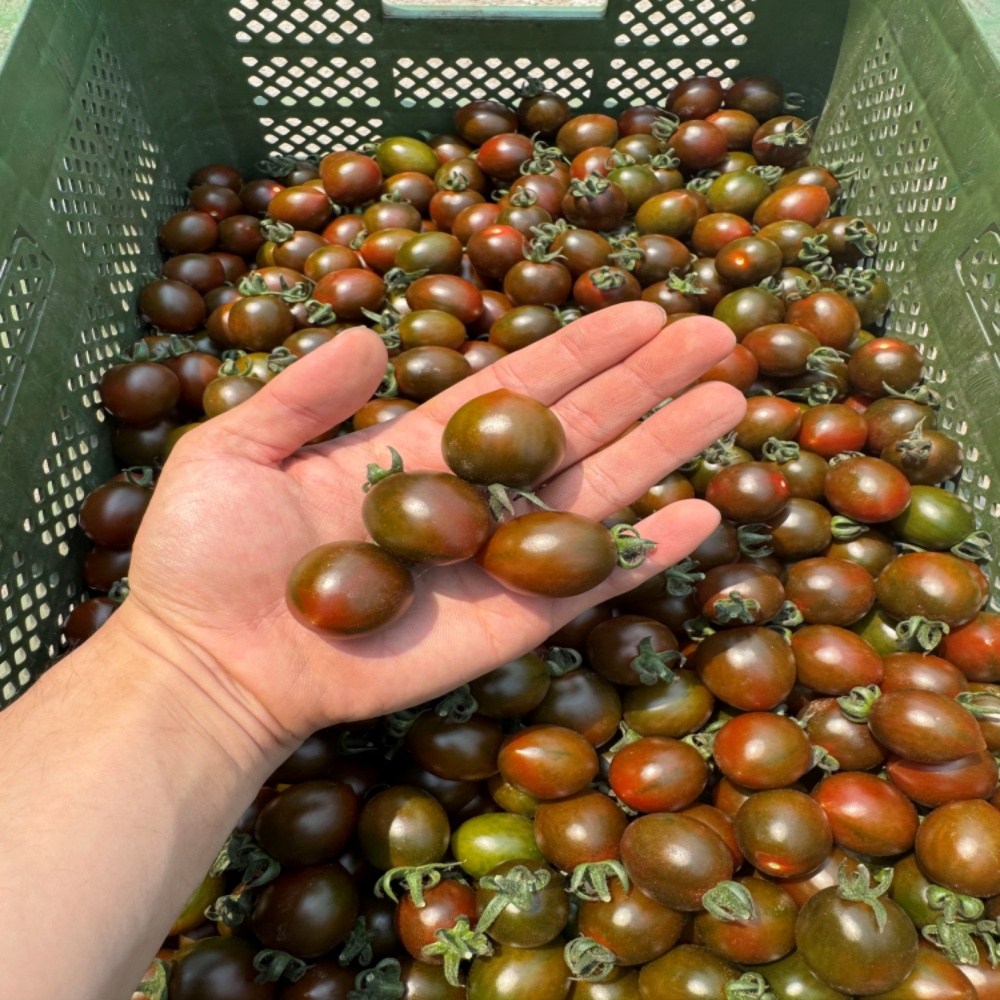 [산지직송] 대저 흑대추 방울토마토 2kg, 1박스, 흑대추 방울토마토 1kg 16,800원