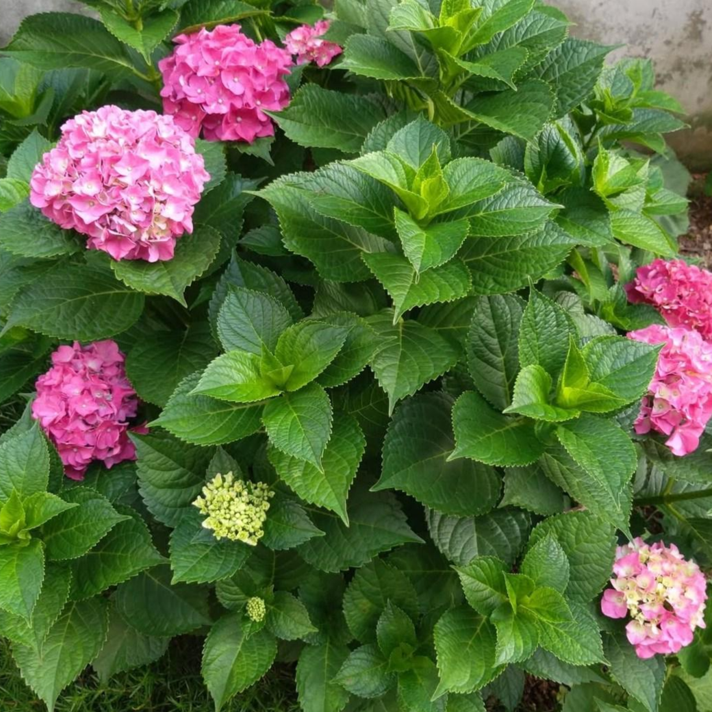 [안녕두구동]토종수국 산수국 1+1 노지월동 25,900원