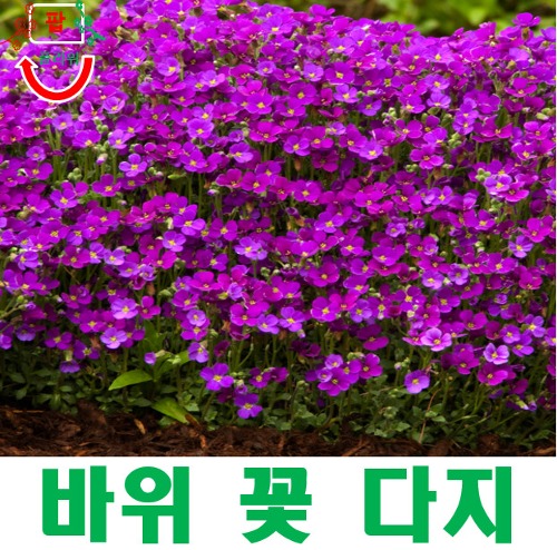(희귀씨앗) 바위꽃다지(Aubrieta) 핑크 15립 7,800원
