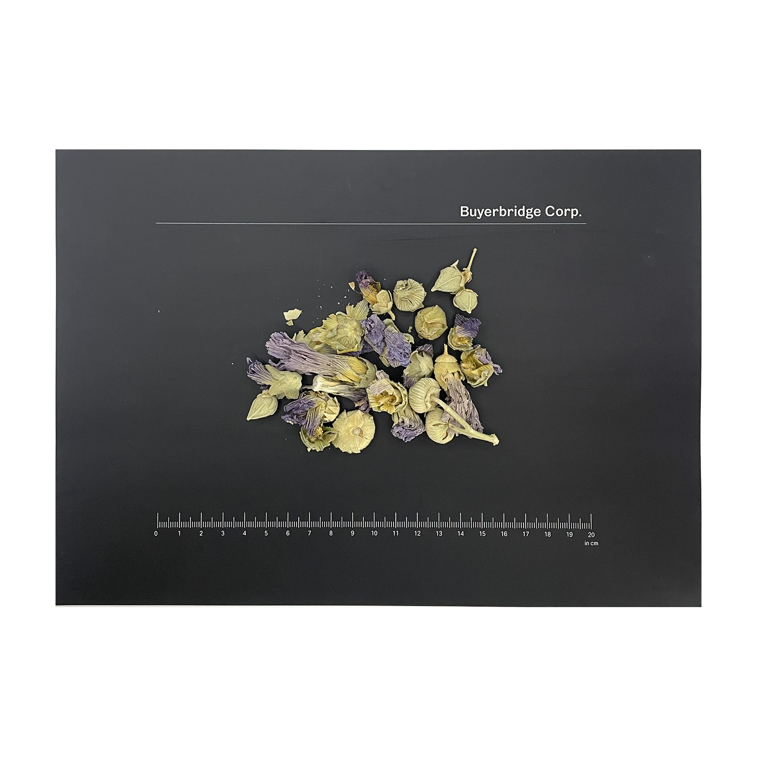 마시멜로 꽃 Marshmallow Flower Althaea officinalis 100g, 100g 100,000원