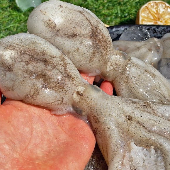 활 알배기 쭈꾸미 주꾸미 산지직송 29,900원