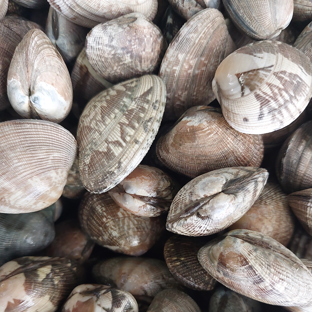 남해안 산지직송 바지락 당일조업 국내산 통영 바지락, 8개, 1kg (60미내외) 55,800원