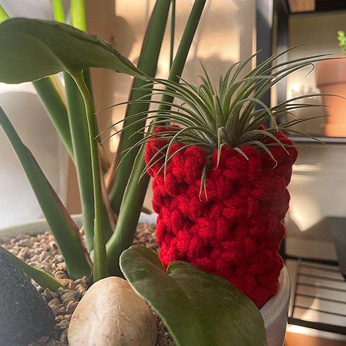 마크라메 파인애플 이오난사 화분 만들기 1인세트 (토단) 공기정화 반려식물 손뜨게 8,000원
