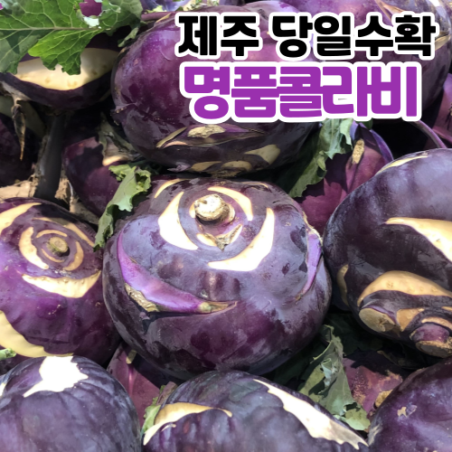 [제주직송] 당일수확 제주 콜라비 고당도 콜라비, 1개, 5kg 28,160원