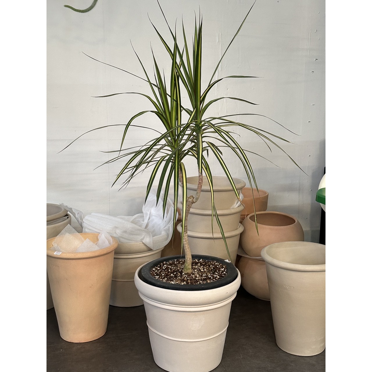 [동일수형발송 / 서울무료배송] 드라세나 마지나타 럭키 대형화분 100선 실내공기정화식물 거실 카페 병원 인테리어 고급스러운 집들이 선물 67,000원