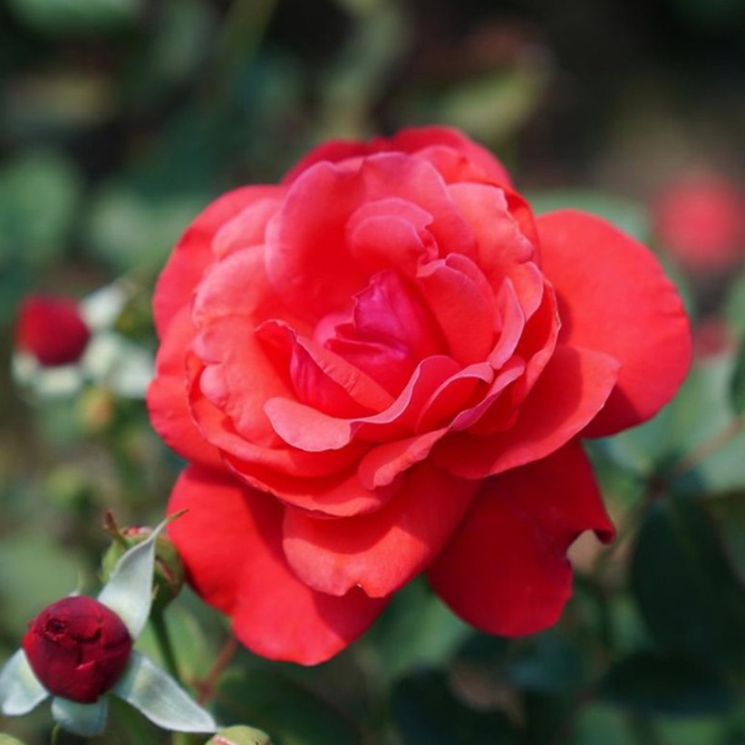 사계 장미 땅장미 모음 화분 나무 정원수 꽃나무 가드닝 베란다화분 키우기 24,900원