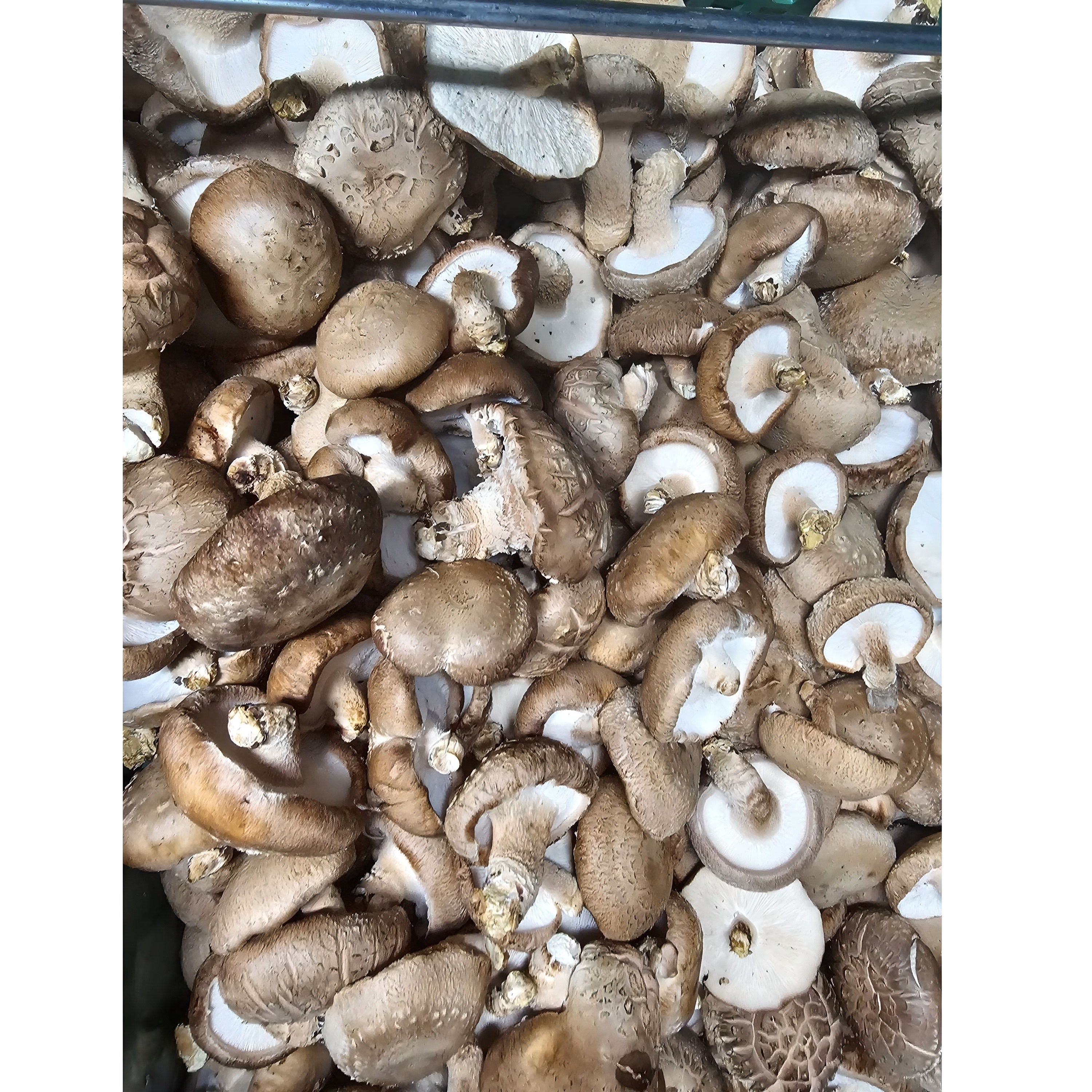 [서산여미표고]표고버섯 가정용 못난이 실속형 파지, 1개, 5kg 33,650원