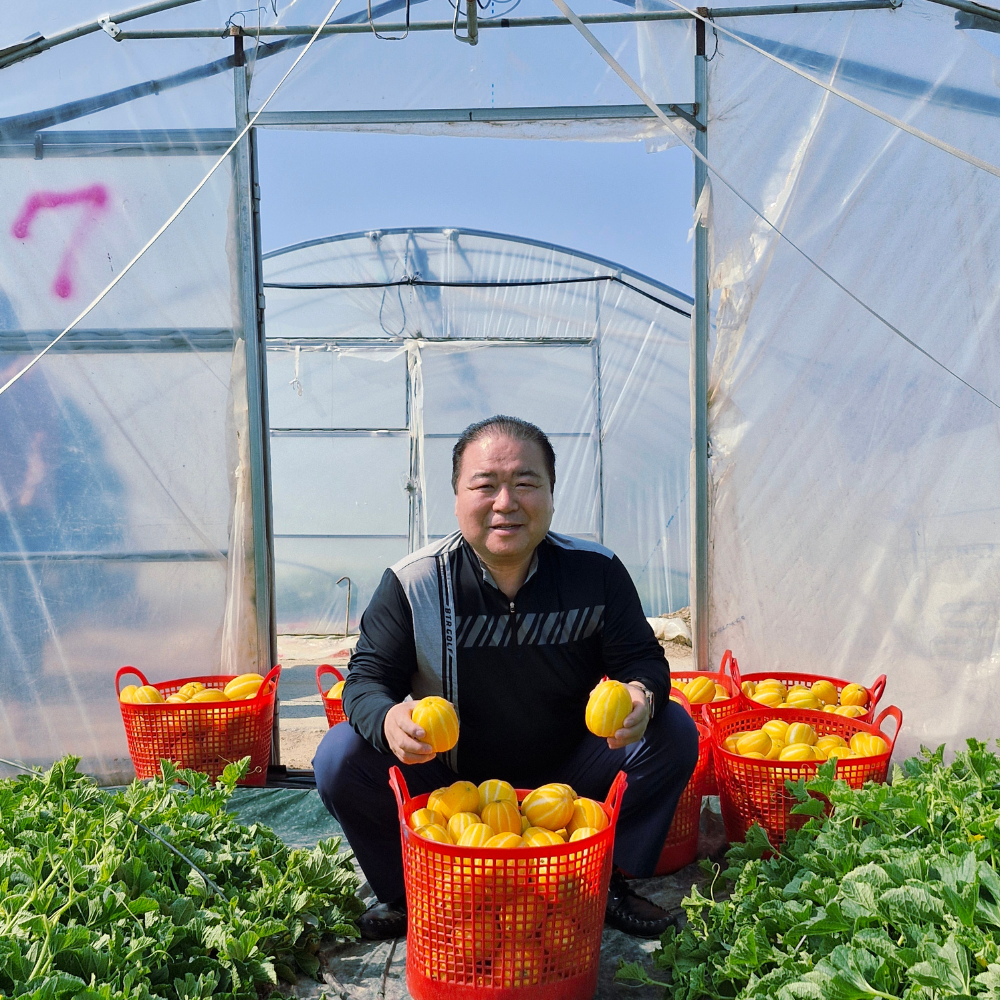 아침엔과일 성주참외 가정용 못난이 참외 당도선별, 1박스, 10kg 랜덤과 62,900원