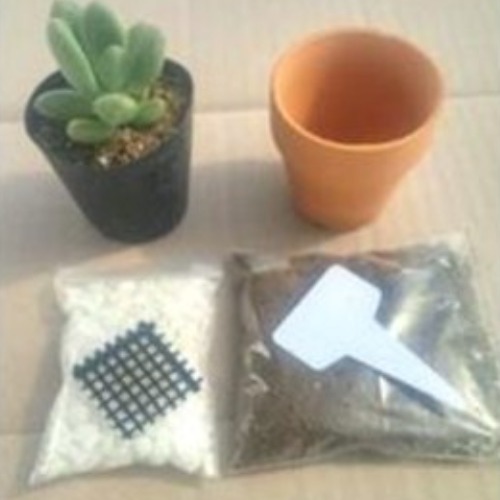 다육식물 수업세트 (구매 한번에 준비끝) 다육이 다육식물 미니다육 선물용 2,750원