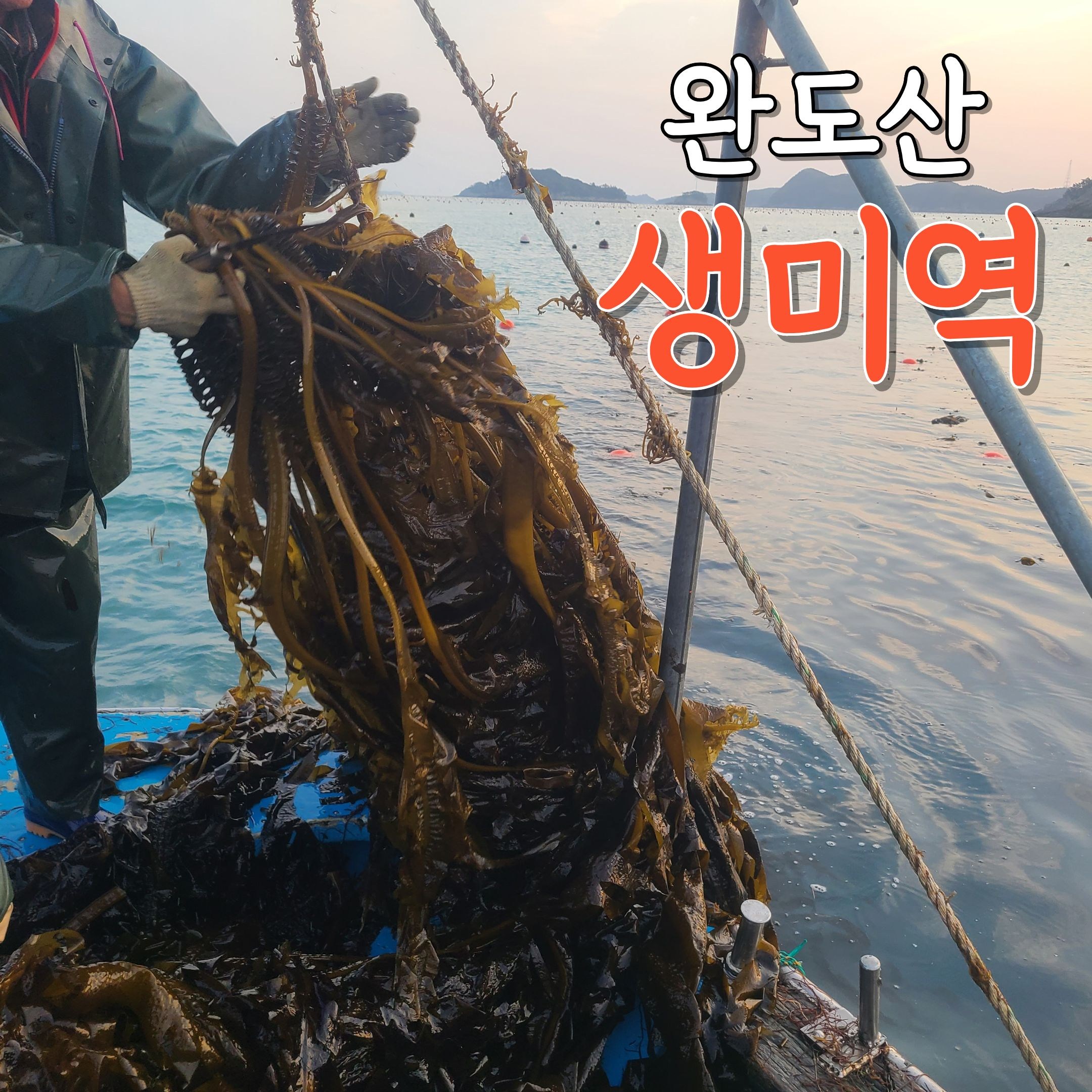 완도 제철 물미역 생미역 4kg 당일채취 당일선별 지아수산, 1개, 4kg 38,000원