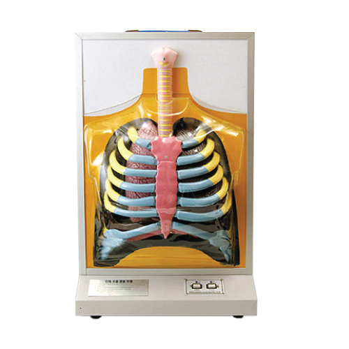 인체호흡운동모형 637,590원