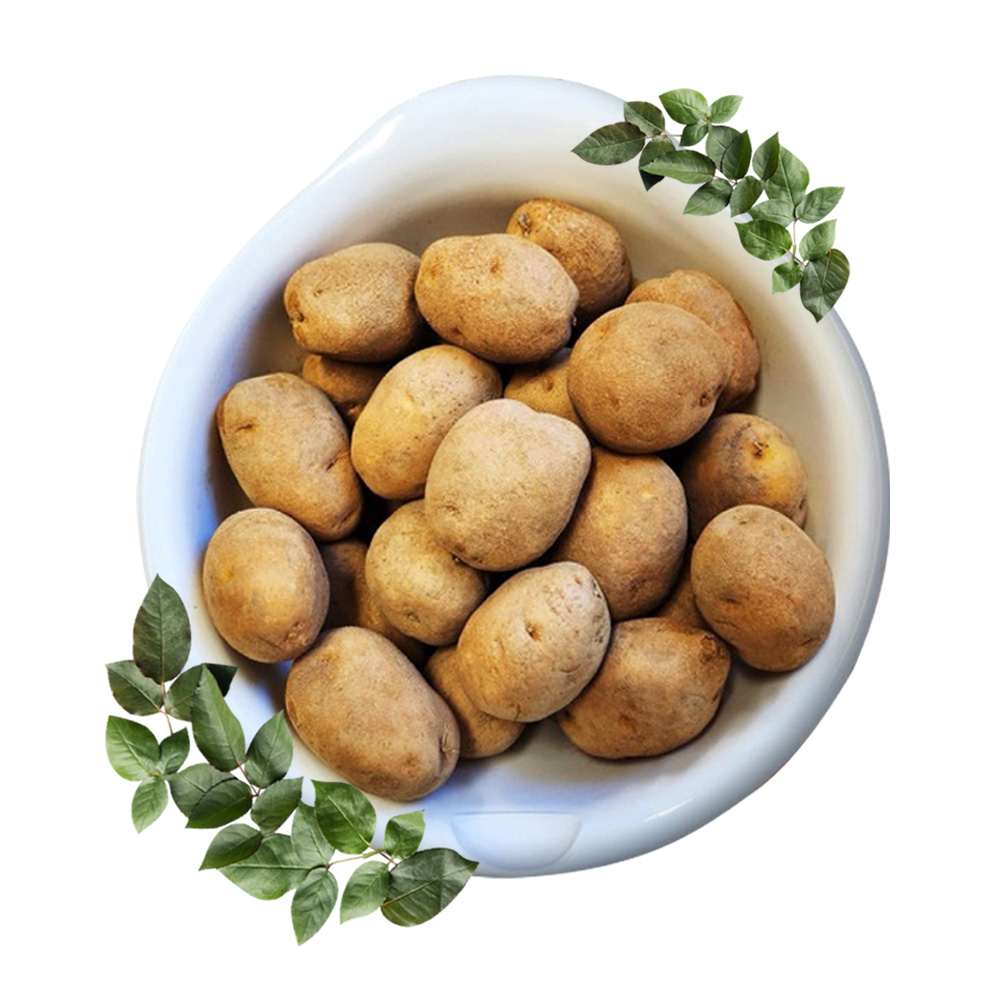 태민농자재 대관령 씨감자 4kg 수미 두백 분나는 감자모종 강원도, 1개 53,900원