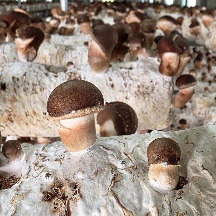 (산지직송) 사천 백향고 버섯농원 생참송이 버섯 1kg, 1박스, 약 1KG 124,000원