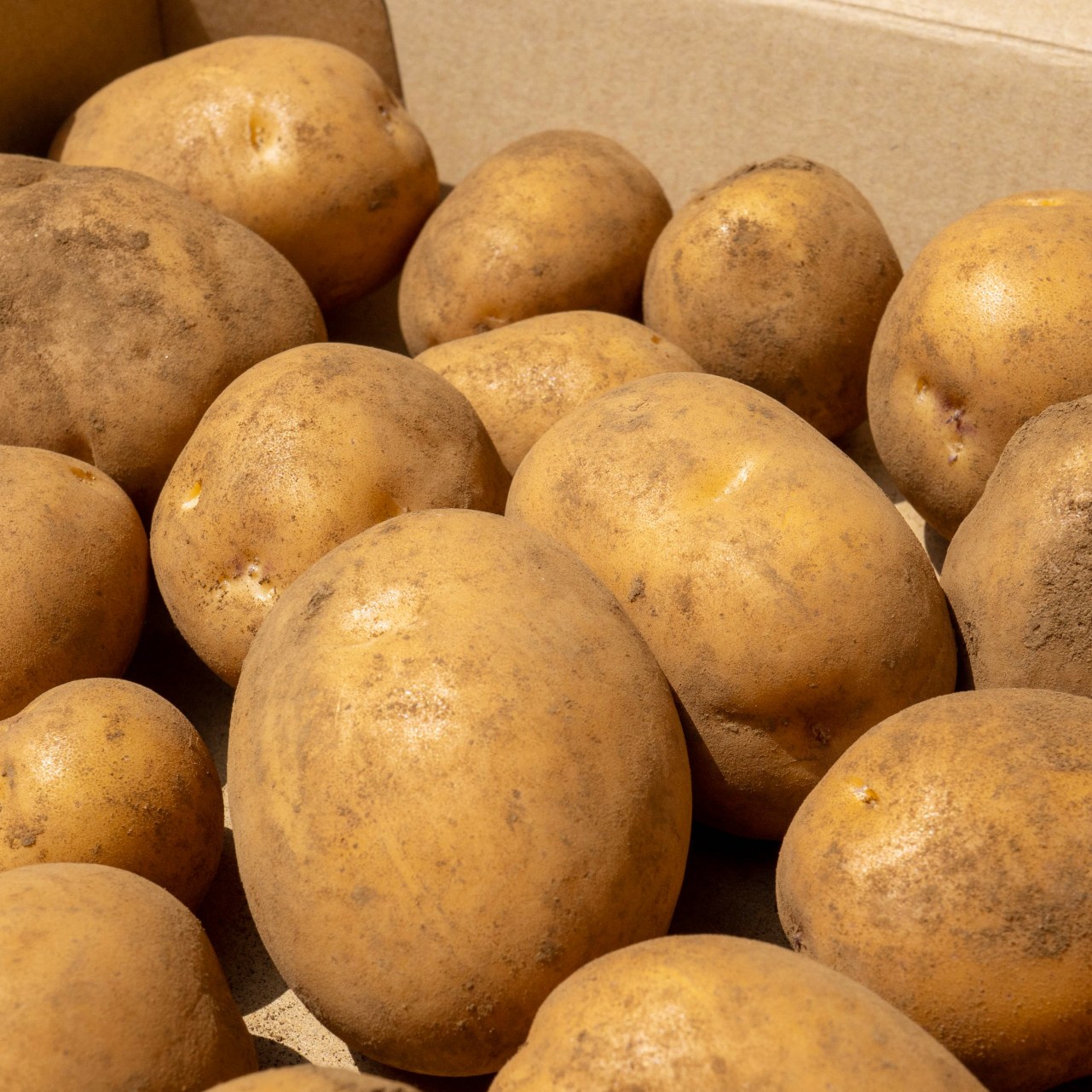 [책임보상제] 국내산 포근포근 햇 감자 3kg 5kg 10kg 10,000원