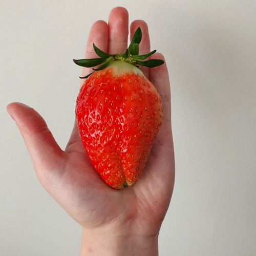 [영팜_올드팜] 아빠와 딸이 직접 농사지은 킹스베리  [800g/400g] 프리미엄 딸기 논산 산지직송 GAP 인증 35,000원