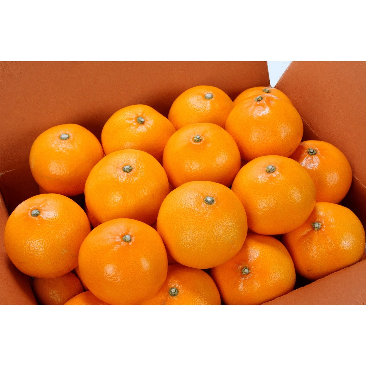 [산지직송]껍질 얇고 과즙 풍부한 제주 천혜향 가정용 73,850원