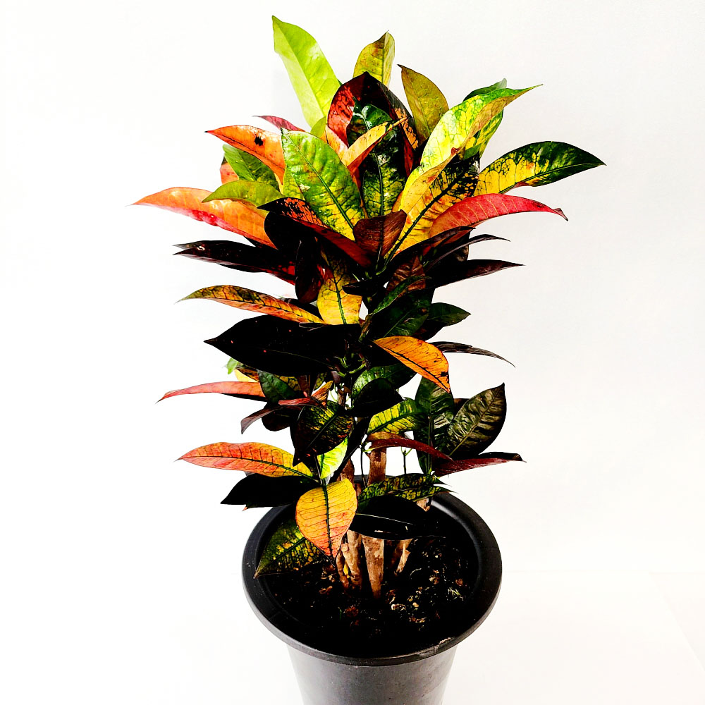 에덴플랜트 아이스 크로톤 대품 화려한식물 실내 공기정화 인테리어 개업 집들이선물 파스텔톤, 1개 40,000원