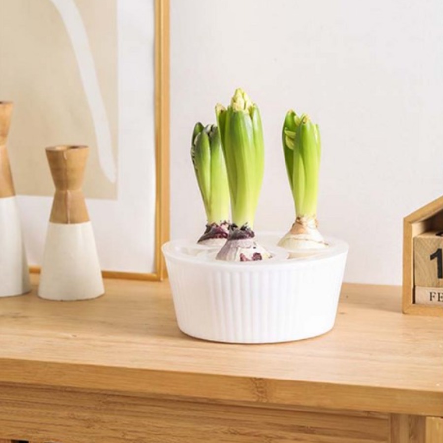 루베이 튤립 수경재배 화분 시각화 수위 통기성 뿌리썩음 방지 실내/원예/구근식물, 흰색 8,900원