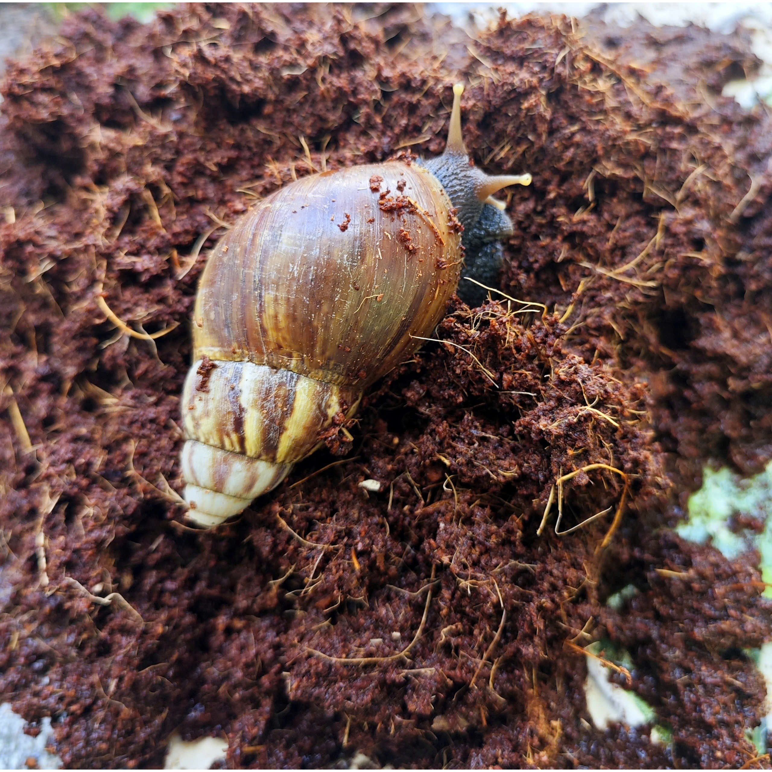 KIZ 100% 천연 고급압축형 블럭코코피트 코코피트 분갈이흙 반려동물 달팽이흙 화분분갈이 7,980원