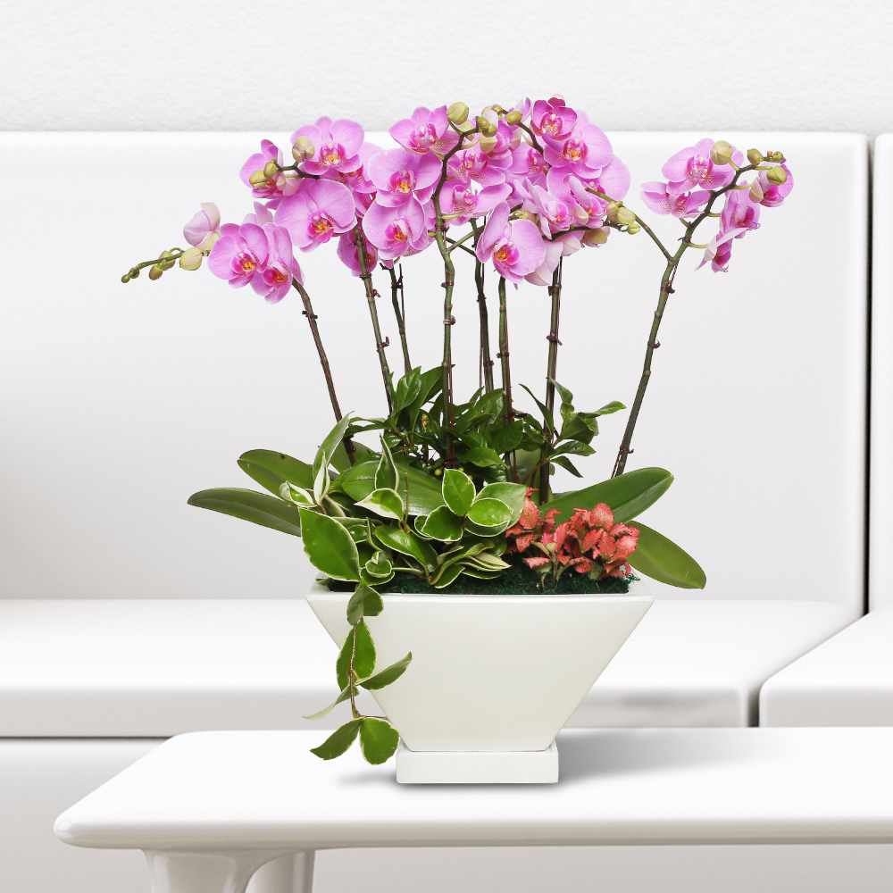 에코플라워 서양란 (핑크호접 흰색_70cm내외) 전국당일배송 사진전송 승진 영전 인사이동 진급 취임 개업 꽃배달 h-0476, 1개 119,700원