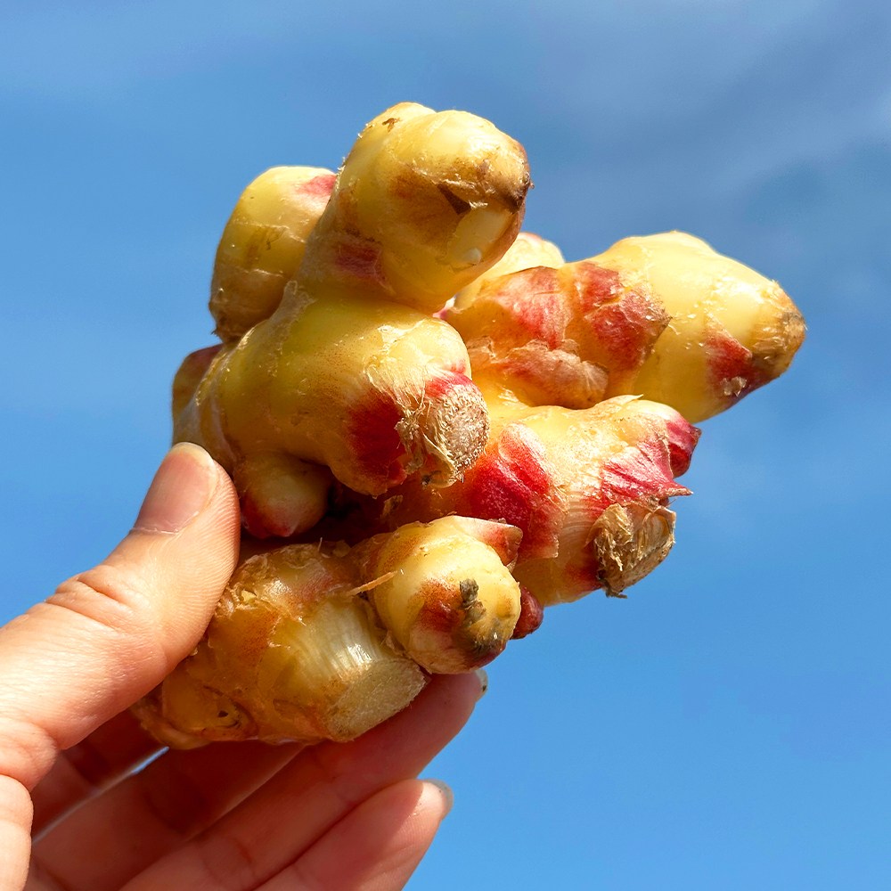 [산지직송] 국내산 경북 햇생강 최상급 프리미엄 흙생강 11,500원