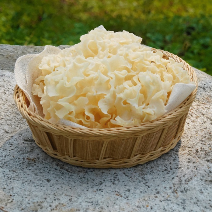 먹는수액 무농약 국산 천생 꽃송이 버섯 고단백 영양보충, 1개, 500g 33,310원